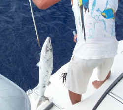 cuda.jpg (96608 bytes)