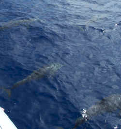porpoise.jpg (59500 bytes)
