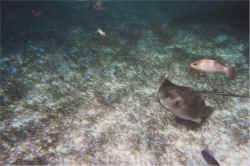 ray.jpg (236245 bytes)