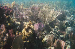 reef.jpg (134262 bytes)