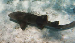 shark.jpg (52996 bytes)