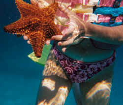 starfish.jpg (76470 bytes)