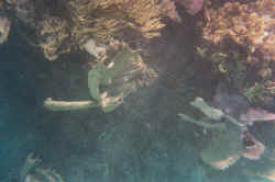 tube.jpg (95001 bytes)