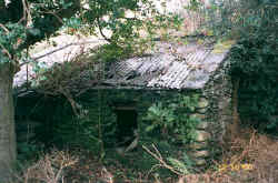 donkey.jpg (46915 bytes)