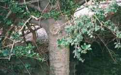 holly1.jpg (36920 bytes)