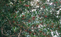 holly2.jpg (42529 bytes)